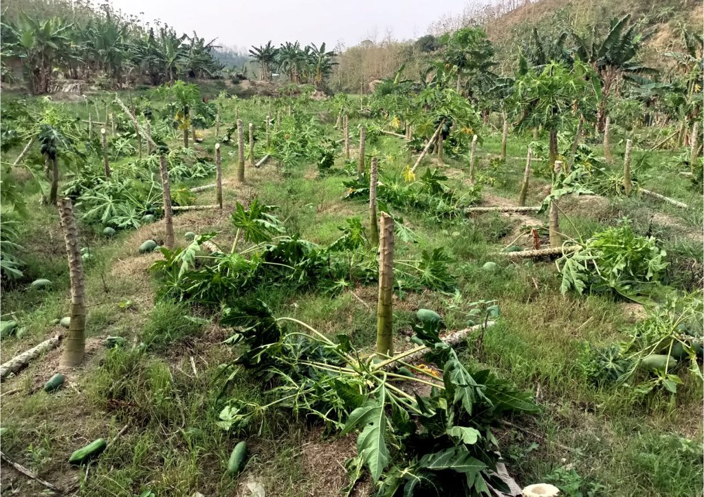 পূর্ব শত্রুতার জেরে রাতের আঁধারে এক অসহায় কৃষকের পেপে বাগান কেটে দিয়ে